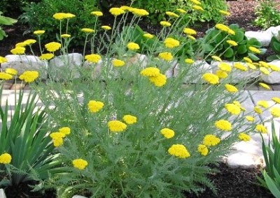 Achillea Conoration Gold