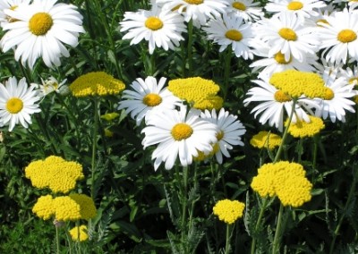 Achillea Conoration Gold