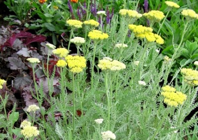 Achillea Moonshine