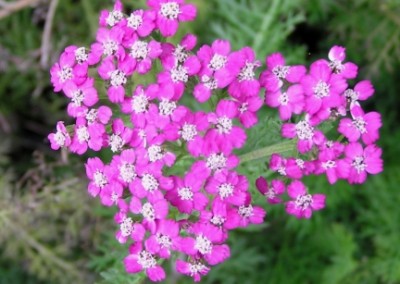 Achillea Oertel's Rose