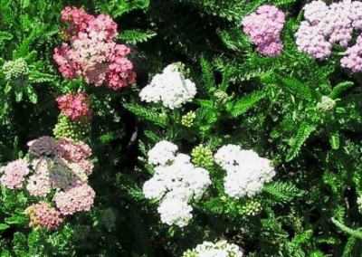 Achillea Oertel's Rose