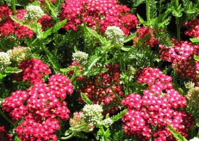 Achillea Paprika