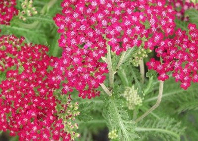 Achillea Summer Wine