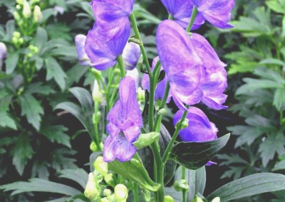 Aconitum Fischeri