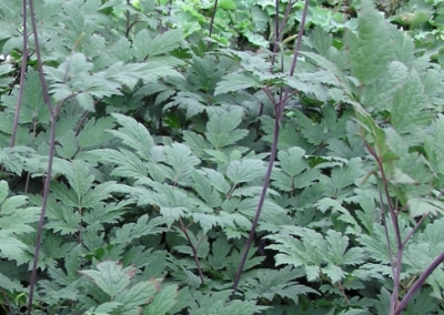 Actaea Atropurpurea