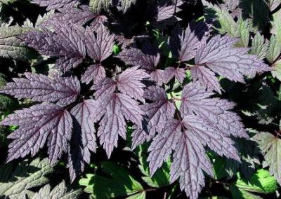 Actaea Black Negligee