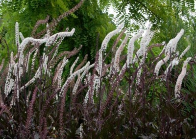 Actaea Black Negligee