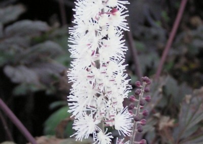 Actaea Brunette Flower