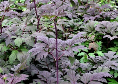 Actaea Brunette