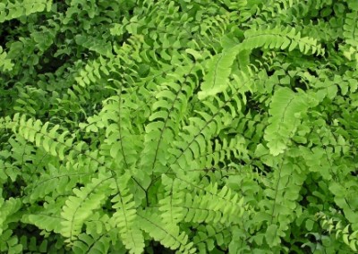 Adiantum Pedatum