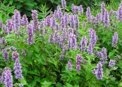 Agastache Blue Fortune