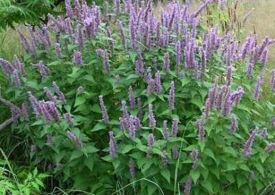 Agastache