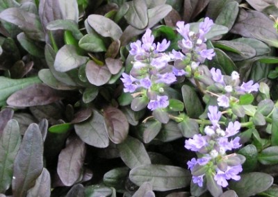 Ajuga Chocolate Chip