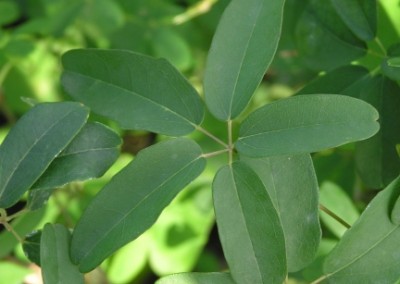 Akebia Foliage