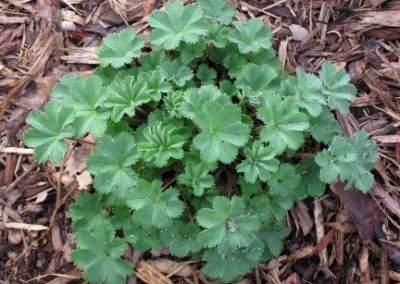 Alchemilla Erythropoda