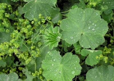 Alchemilla Mollis