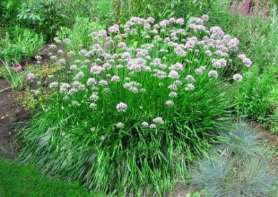 Allium Summer Beauty