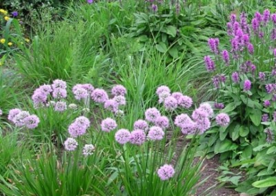 Allium Summer Beauty