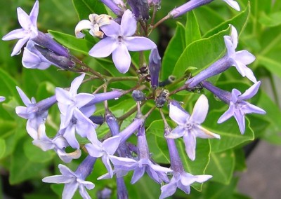 Amsonia Blue Ice