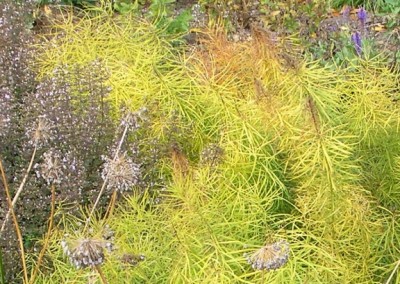 Amsonia Hubrictii