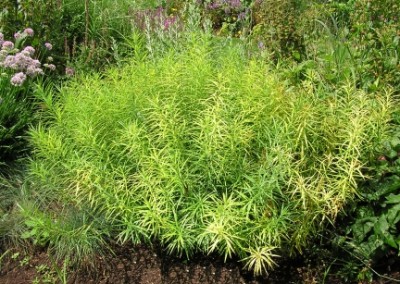 Amsonia Hubrictii