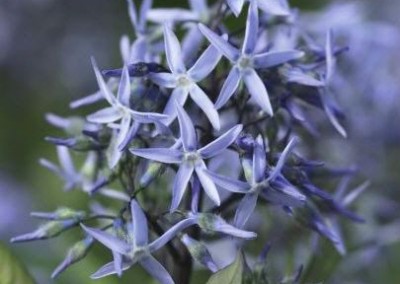 Amsonia Tabernaemontana