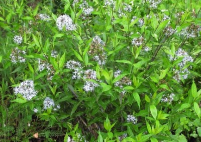 Amsonia Tabernaemontana