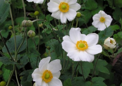 Anemone Honorine Jobert