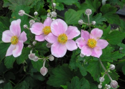 Anemone Robustissima