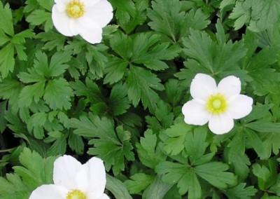 Anemone Sylvestris