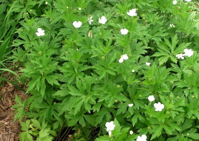 Anemone Sylvestris