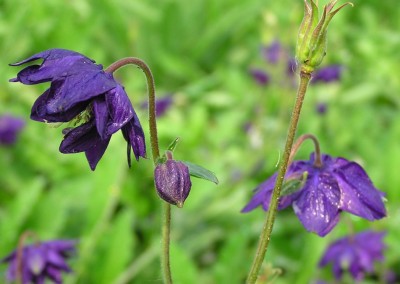 Aquilegia Blue Barlow