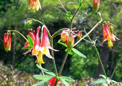 Aquilegia Canadensis