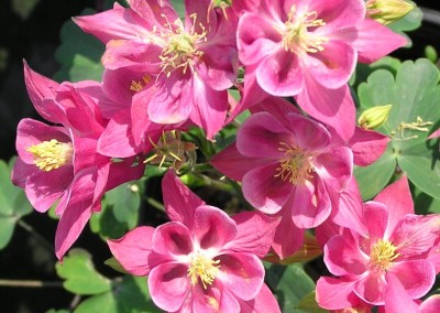 Aquilegia Winky Rose