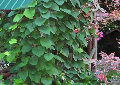 Aristolochia Durior