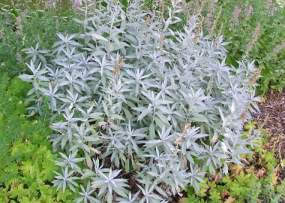 Artemisia Silver King