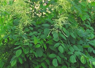 Aruncus Dioicus