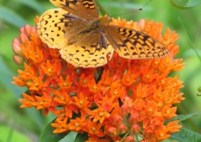 Asclepias Tuberosa