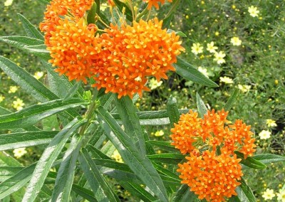 Asclepias Tuberosa