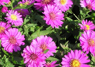 Aster Alert