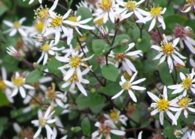 Aster Divaricata