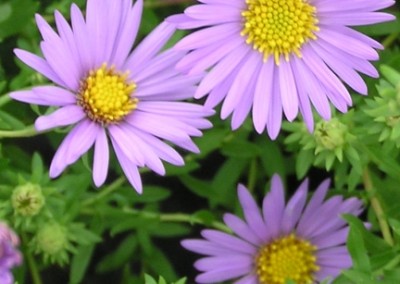 Aster October Skies