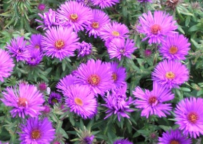 Aster Purple Dome