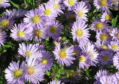 Aster Woods Light Blue