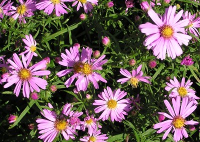 Aster Woods Pink