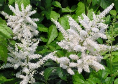 Astilbe Bridal Veil