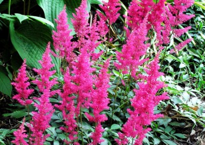 Astilbe Fanal