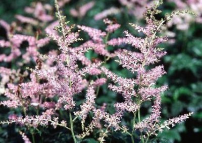 Astilbe Hennie Graafland