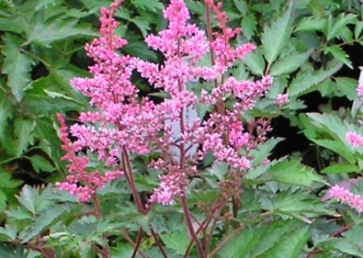 Astilbe Key West