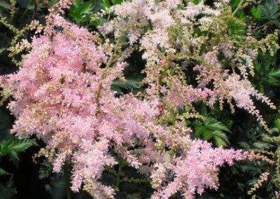 Astilbe Pink Lightning